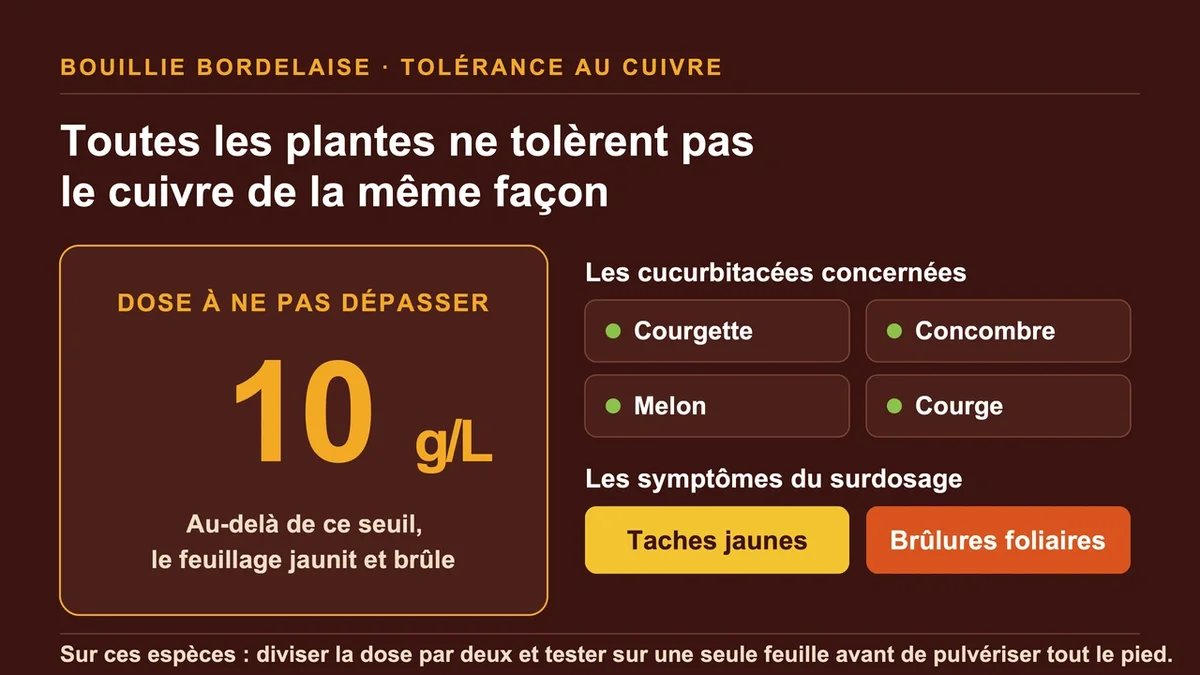 Cucurbitacées présentant des taches jaunes dues à une exposition excessive au cuivre